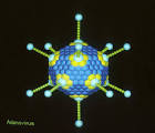 File:Adenovirus.jpg - Wikipedia, the free encyclopedia