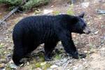 File:Canadian Rockies - the bear at Lake Louise.jpg - Wikimedia ...