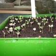 Growing Broccoli For Best Results - Vegetable Growing Tips and ...