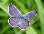 Celebrating Wildflowers - Pollinator of the Month - Karner Blue ...
