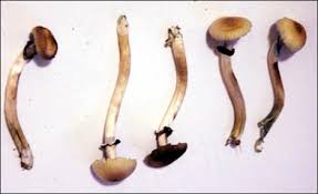 Known as Gold Caps, these magic mushrooms get their hallucinogenic 