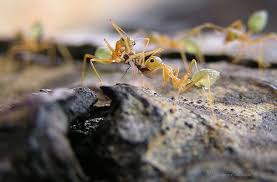 شركة ابادة الحشرات بالرياض مكافحة جميع انواع النمل الابيض 0540736424 Images?q=tbn:ANd9GcRCbpf61Ik2tvA1rzSamBv16o6_I2Zgh7rh07K7jaamNzc8KRG-eVdCy1fsmw