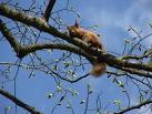 squirrelpox virus which is - via Daymix