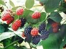 Mulberry Fruit Extract / Mulberry Leaf Extract (10%flavones; DNJ1 ...