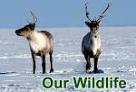 Our Forest