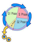 Cell Cycle Control