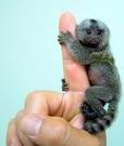 Small as your finger but they are not insects but monkeys