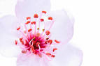 http://www.fineartphotoblog.com/wp-content/uploads/high-key-sakura-blossom-800.jpg