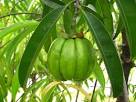 pic-of-<b>garcinia</b>-<b>cambogia</b>-