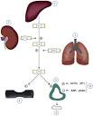 Transforma la <b>angiotensina I</b>