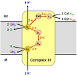 Coenzyme Q – cytochrome c reductase - Wikipedia, the free encyclopedia