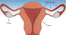 Ovaries Dimensions | Dimensions Guide