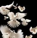The Love Doves | Carrie Dinow Counseling