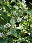 <b>Althaea</b> officinalis