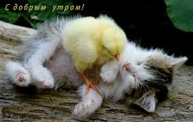 http://t3.gstatic.com/images?q=tbn:ANd9GcREHU5JBsCjmW8ynjWFQhqM4T22Zo2f3lmkV1vLTHmDDk8GYIxs