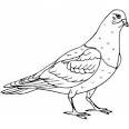 Pigeon coloring page