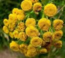 Chrysanthemum <b>tanacetum</b>