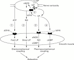 Targets of enteric motor neurones : smooth muscle cells -- Goyal 47 ... 