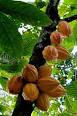 Theobroma <b>cacao</b>