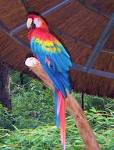 Scarlet Macaw: WhoZoo