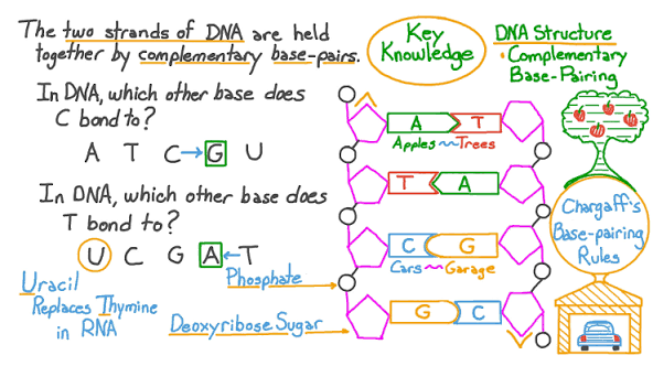Question Video: Identifying Complementary Bases in DNA | Nagwa
