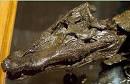 Jurassic Park Legacy Forums - artamaius's Album: Jurassic Park ...