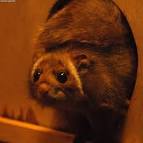 Japanese giant flying squirrel - via Daymix