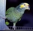 Yellow-Faced Amazons from Aves International