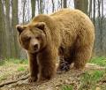 Paleoglot: The bear taboo