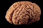 Diagnoziz » How to Become a Brain Surgeon: Education and Career ...