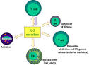 actions of <b>interleukin</b>-<b>2</b>