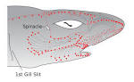 File:Electroreceptors in a sharks head.svg - Wikipedia, the free ...
