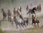 Free wallpaper Horse stampede