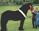 Fell Pony Society information