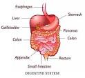 Diagram of Internal Organs | Tutorvista.