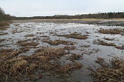 Juupajärvi