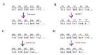 File:<b>Frameshift mutation</b>.jpg