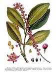 <b>Pilocarpus</b> pennatifolius