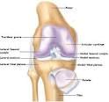 Cartilage Restoration - Knee Anatomy - The Cartilage Restoration ...
