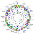 Haemophilus influenzae