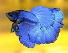 Siamese Fighting Fish Care And Profile - Betta Splendens