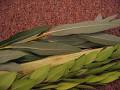 Aravah (Sukkot) - Wikipedia, the free encyclopedia