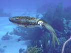 e-ReefNews, Vol. 6, No.6 - Caribbean Reef Squid Dances in Midwater ...