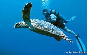 Hawksbill Turtle