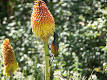 Endemism - Wikipedia, the free encyclopedia