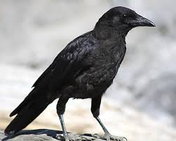 Juego: adivina el personaje images?q=tbn:ANd9GcRFtqZmE_OQaxtGI42AHhs