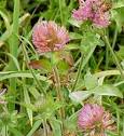 Red Clover