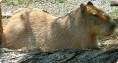 CAPYBARA Facts - National Zoo| FONZ
