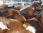 KY Journal of Equine, Agriculture & Natural Resources Law ...