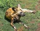 African Wild Dog (Lycaon pictus) - Animals - A-Z Animals - Animal ...